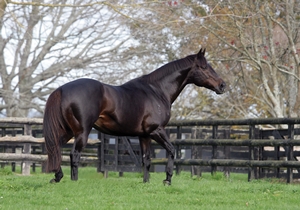 OReilly paddock